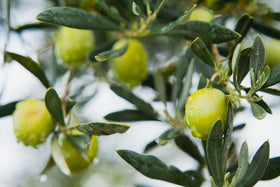 Resealable bag keeps Sanniti olives fresh between servings.