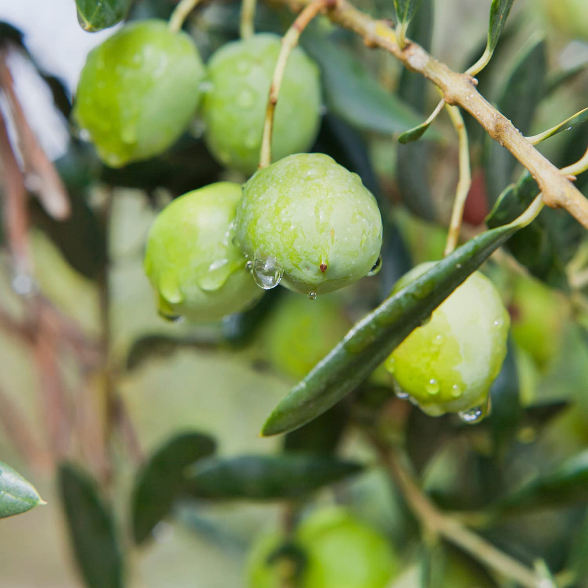 Sanniti Castelvetrano olives in a serving bowl ready for pairing.