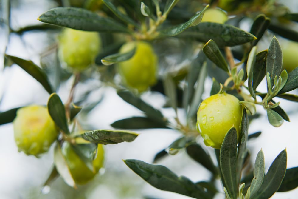 Sanniti drained olives texture ideal for salads and tapenades.
