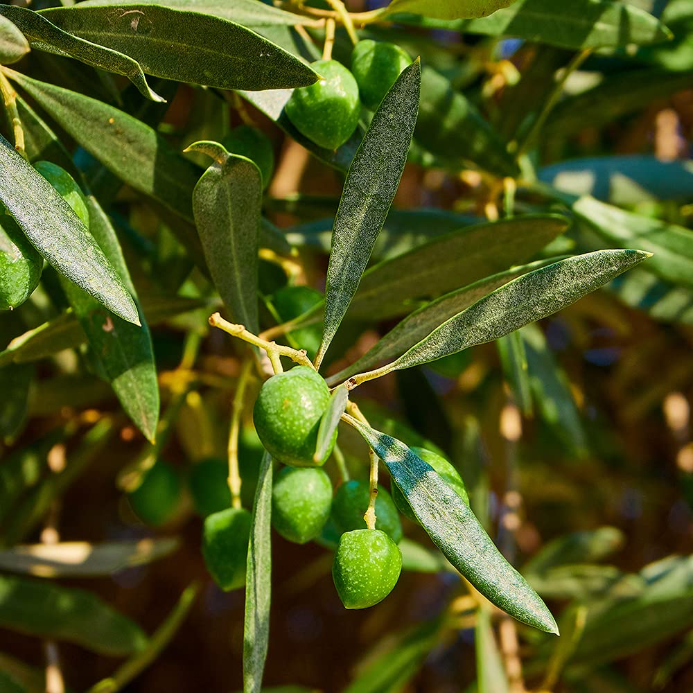 Sanniti Cerignola green olives meaty texture closeup shows firm bite ideal for snacking.