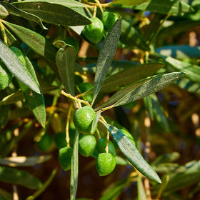 Sanniti Cerignola green olives meaty texture closeup shows firm bite ideal for snacking.