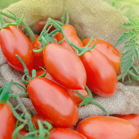 Sanniti Song' E Napule DOP tomatoes release rich juice for cooking.