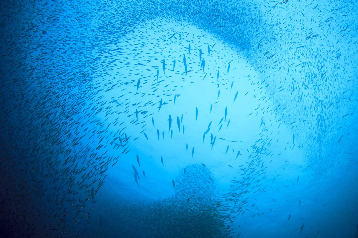 SEASON Kipper Snacks MSC-certified sustainable seafood from the Atlantic