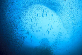 SEASON Kipper Snacks MSC-certified sustainable seafood from the Atlantic