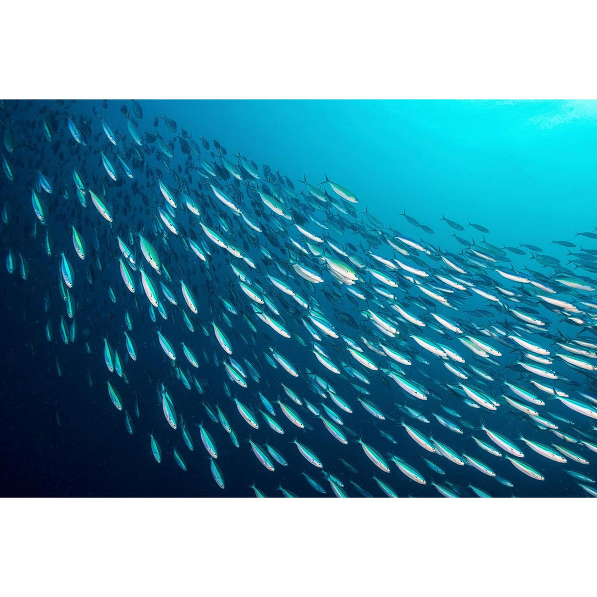 Season Kipper Snacks wild-caught Atlantic herring highlighting sustainable sourcing