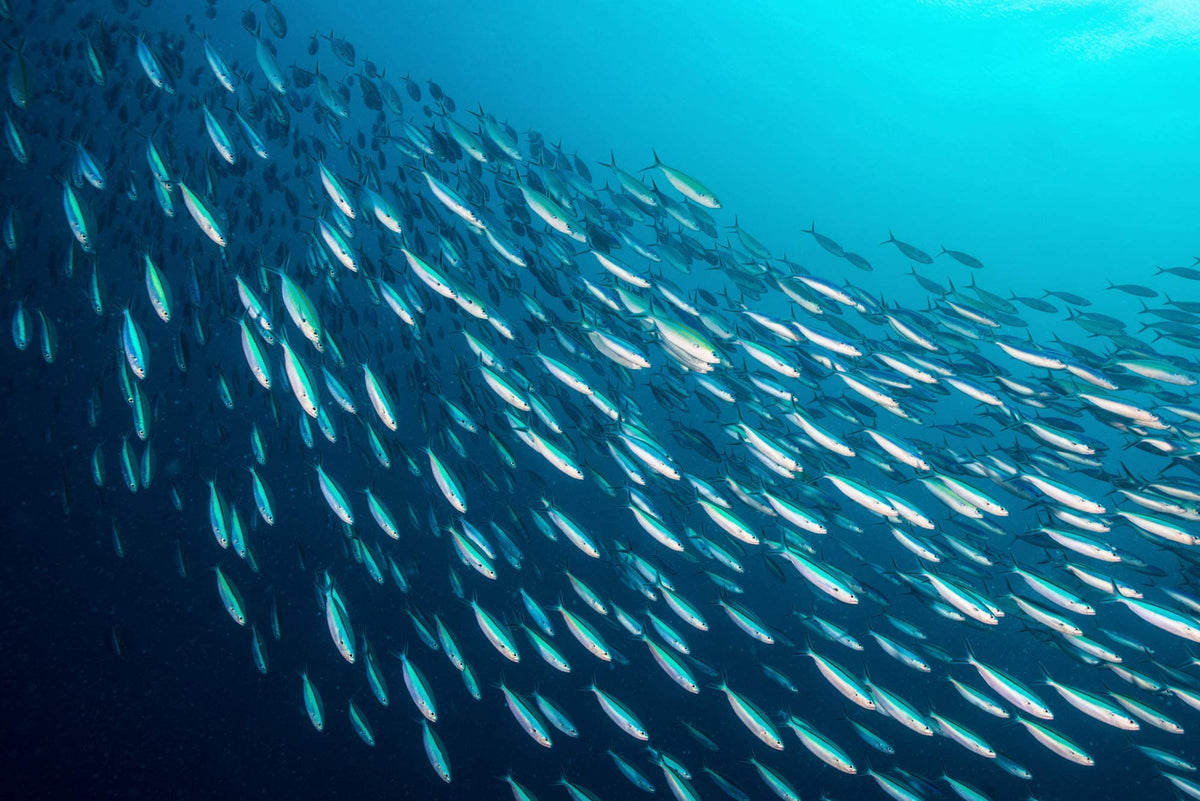 SEASON kosher-certified sardines suitable for kosher diets