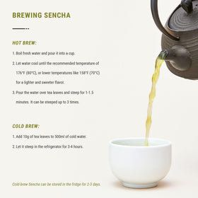 Senbird hot brew of Sencha Matcha with balanced daytime caffeine