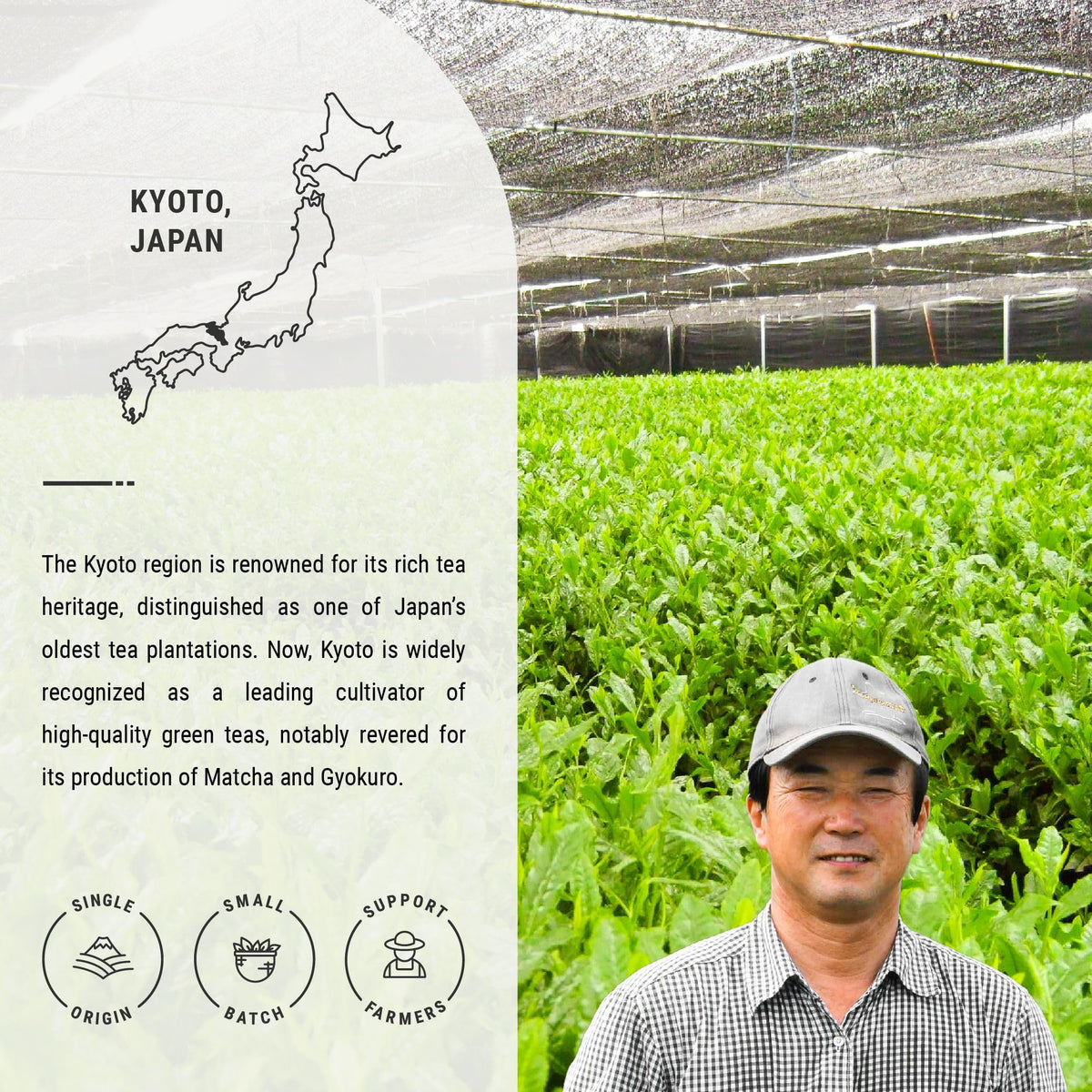 Senbird stone-ground matcha powder highlights fine texture ideal for whisking.