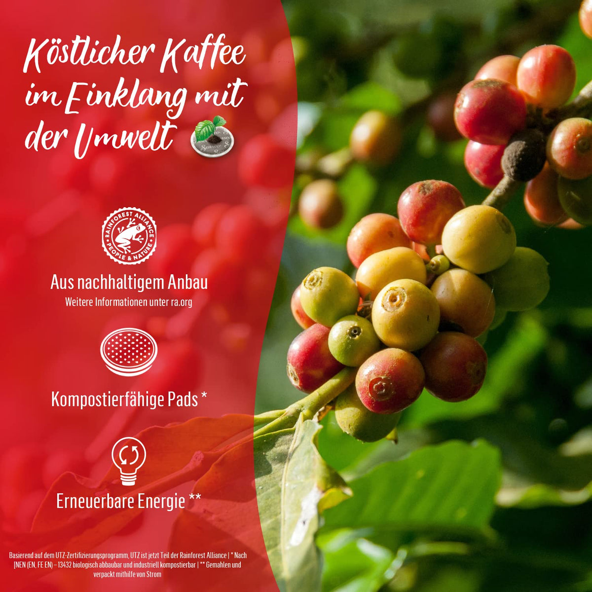 Senseo Classic crema-layer pods delivering rich crema in every cup.