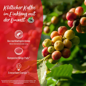 Senseo Classic crema-layer pods delivering rich crema in every cup.