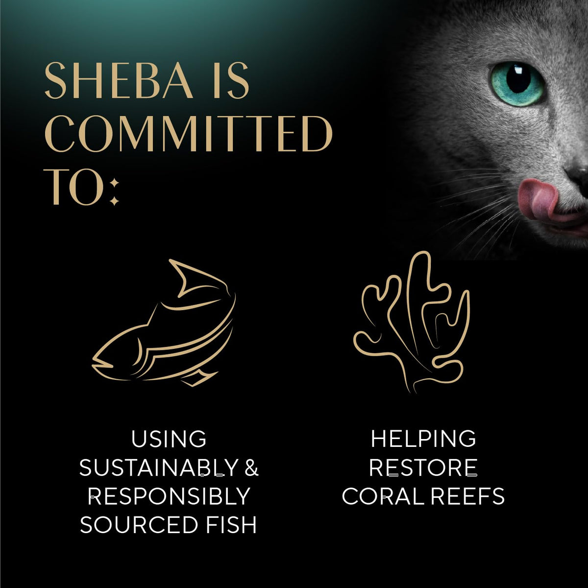 Sheba Selections Filets in Broth serving cup shown as a quick snack
