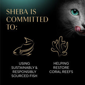 Sheba Selections Filets in Broth serving cup shown as a quick snack