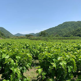 Shimane Organic Farm Mulberry Matcha with rice milk dessert idea.