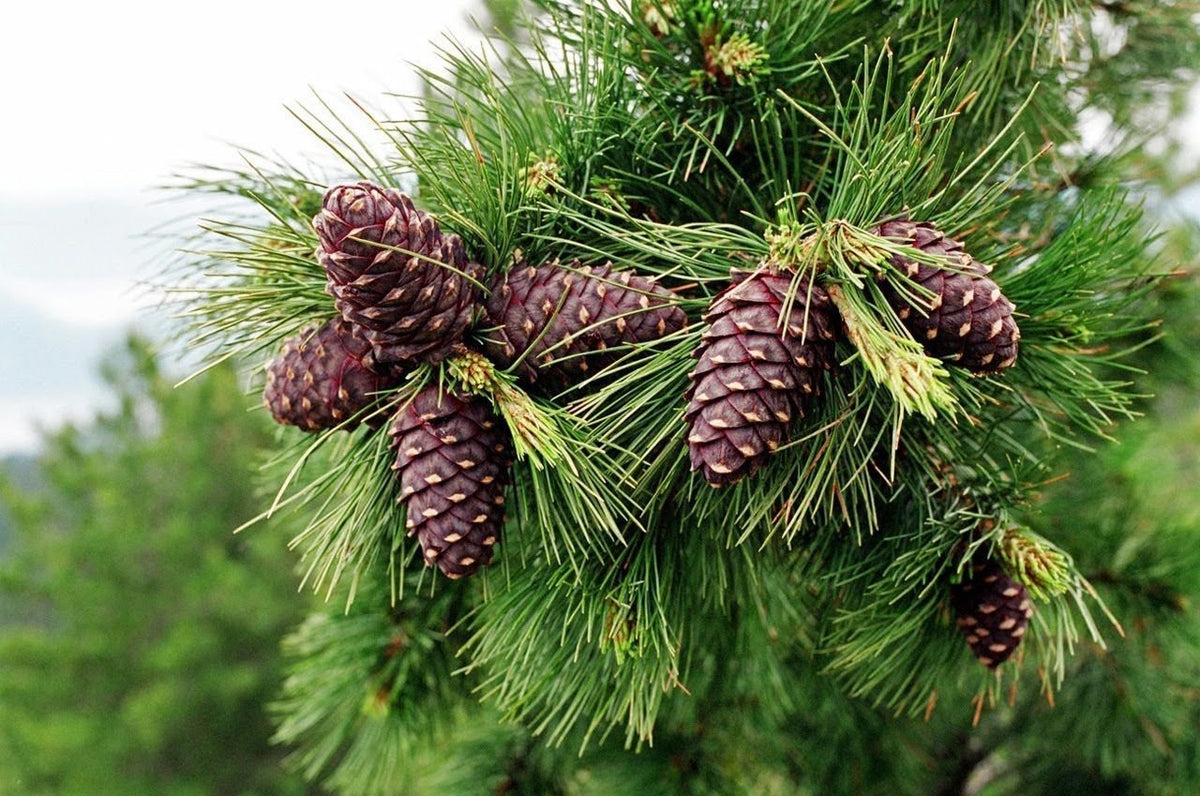 Siberian Green Food organic certification signals trusted quality standards.