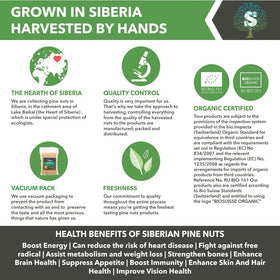 Siberian Green Food pine nuts close-up 8 mm kernels ideal for recipes.