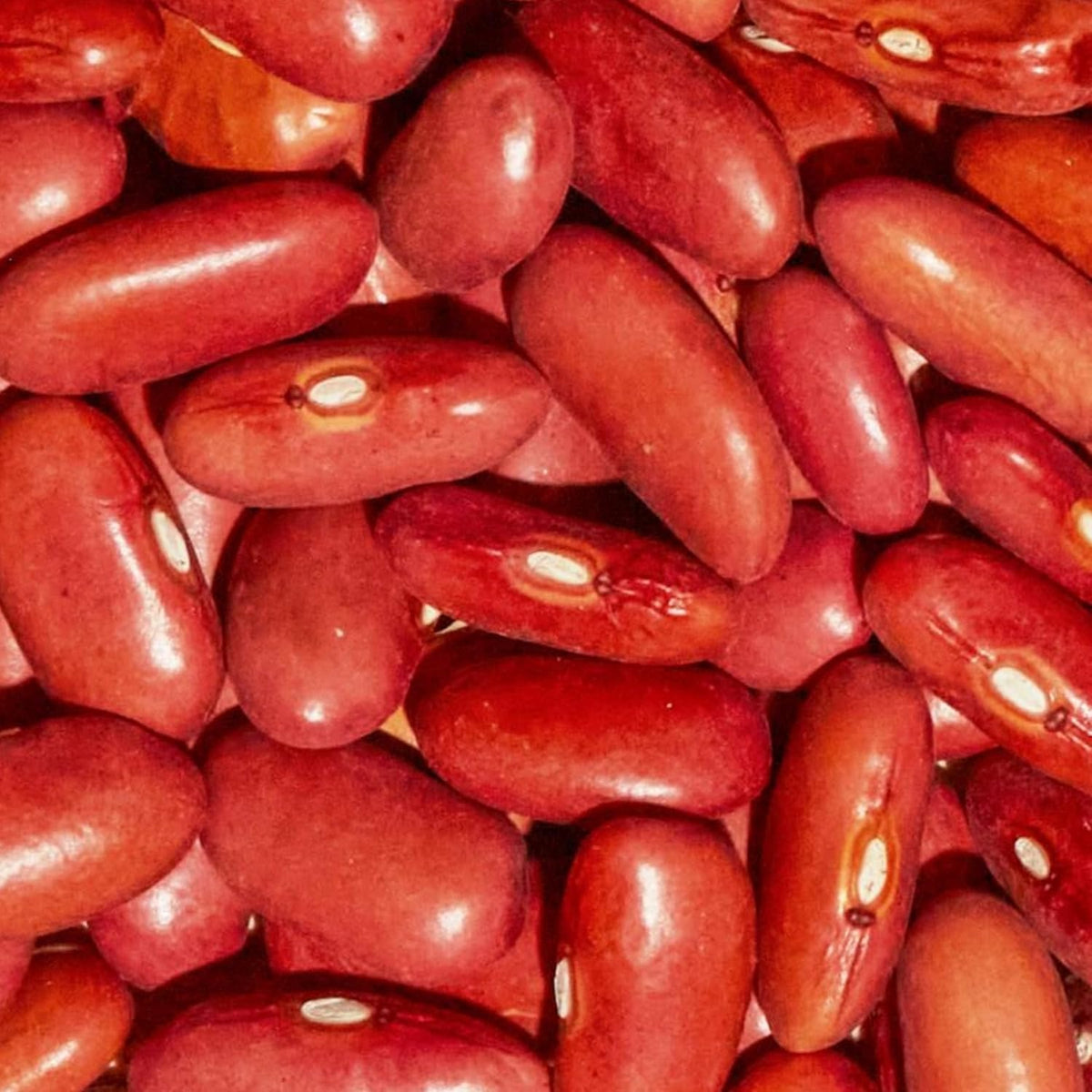 SIMPLi dry kidney beans scoop-and-measure shot supports precise meal prep.