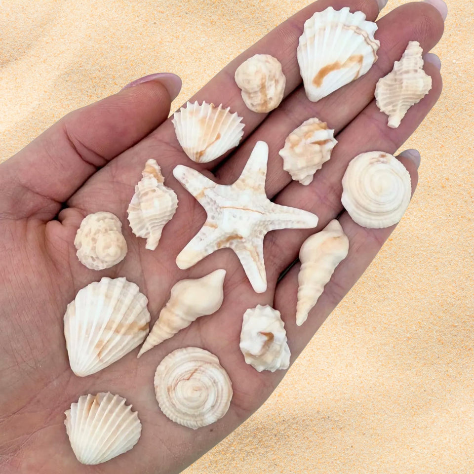 Simply Sucré seashell sugar decorations in natural tones for elegant wedding desserts.