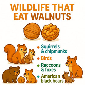 Sky Ecommerce California walnuts in shell for cooking, baking and wholesome snacking.