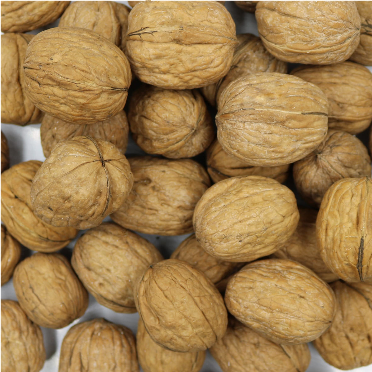 Smarty Stop walnuts in shell closeup for fresh cooking use