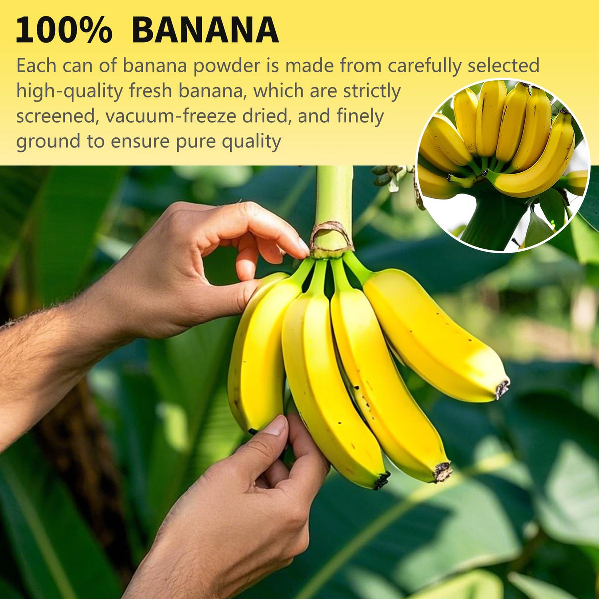 Snafre banana powder in yogurt bowl adds natural banana flavor.