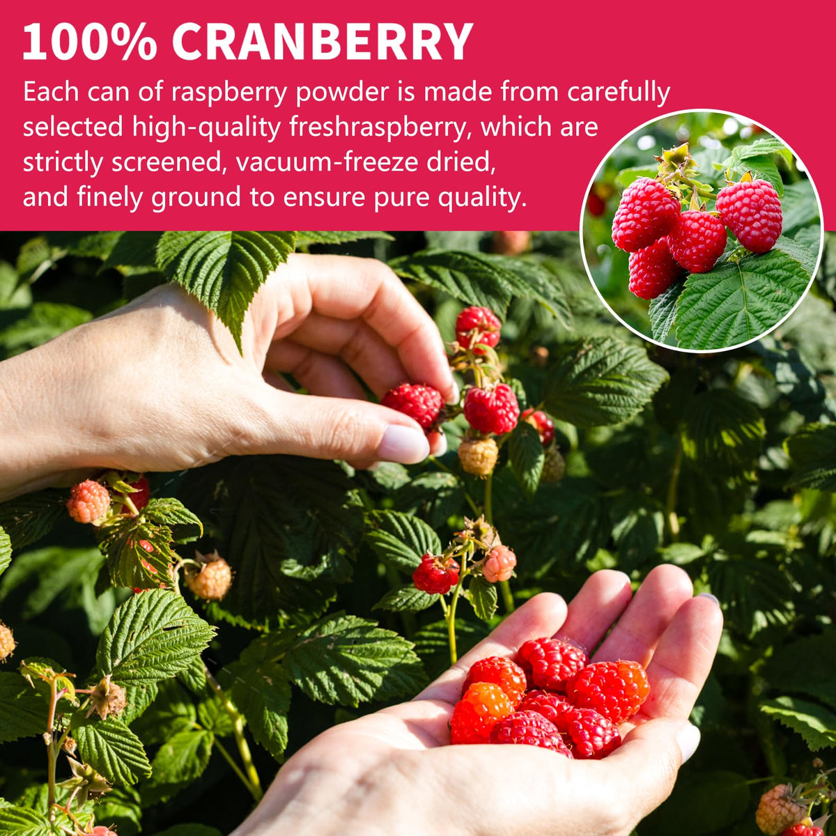 Pouring Snafre Raspberry Powder into a smoothie for natural flavor.