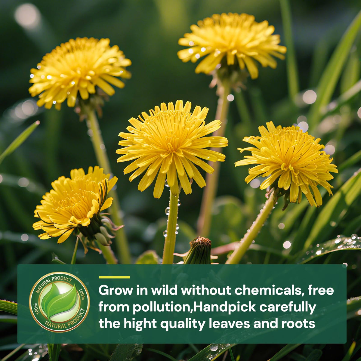 Solisleaf dandelion tea bag close-up reveals natural texture of leaves and roots