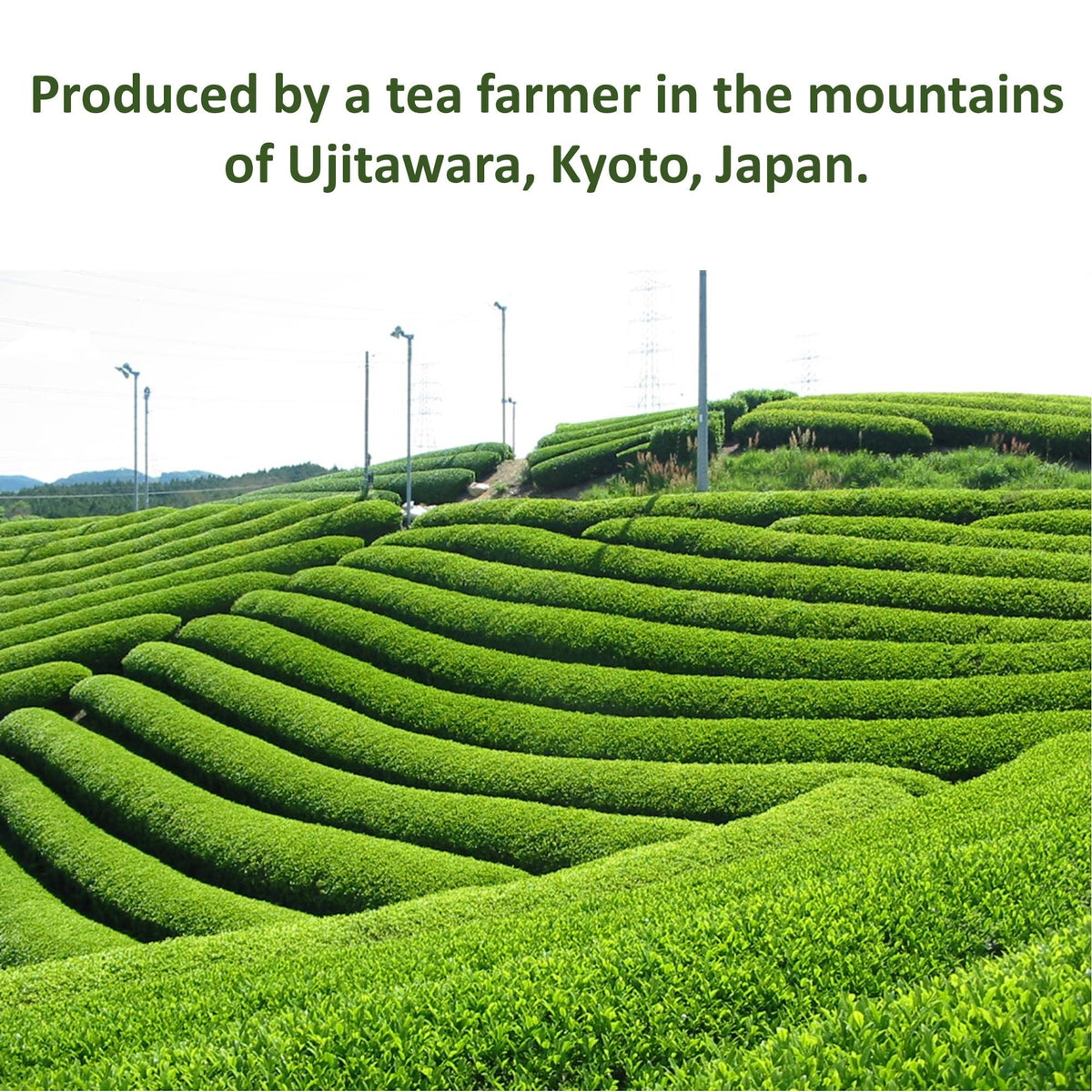 SONO Hojicha latte topping adds color and smoky notes.
