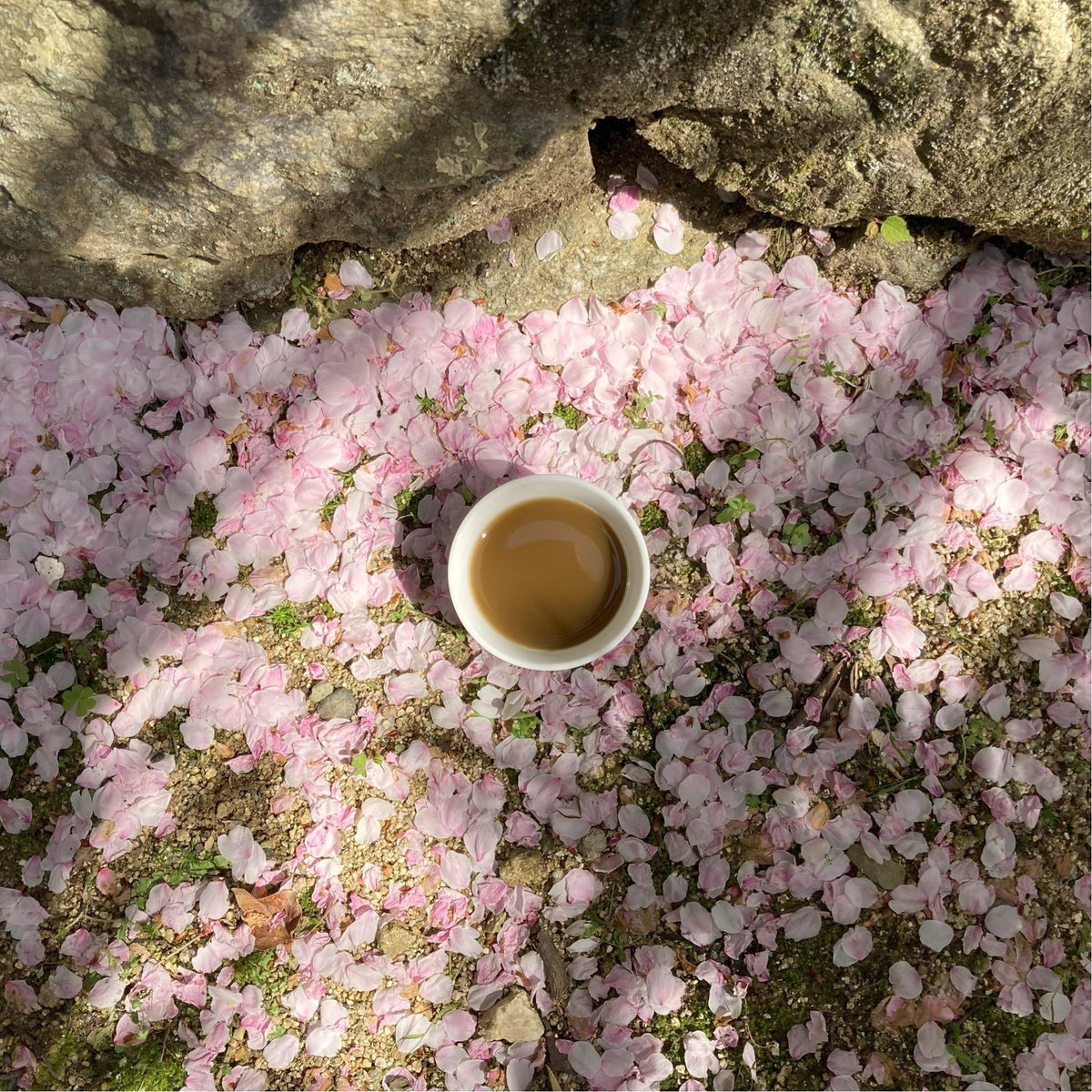 SONO Organic Hojicha Powder shows a fine texture for smooth drinks.