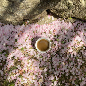 SONO Organic Hojicha Powder shows a fine texture for smooth drinks.