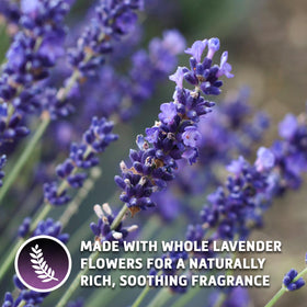 Sou Zen Earl Grey Lavender brews a fragrant, balanced cup in minutes.