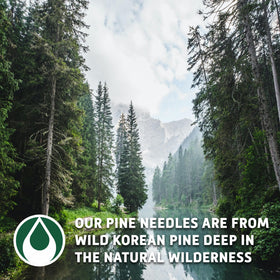 Sou Zen Pine Needle Tea from Changbai Mountains, pure mountain origin.