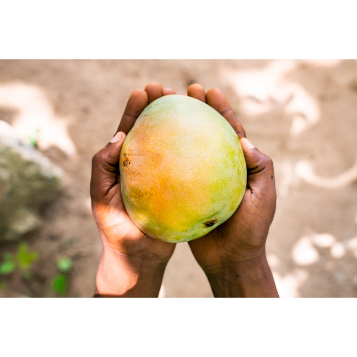 South Forty Snacks vegan organic mango slices, gluten-free and kosher.