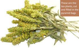 Spartan Natura Organic farming tea supports pure, additive-free sipping.