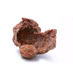 SPFLAUFR tea pairing with dried plum slices offers a refreshing moment.