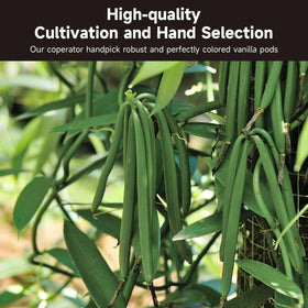 SPICEEL Grade A Madagascar vanilla beans, rich aroma for desserts.