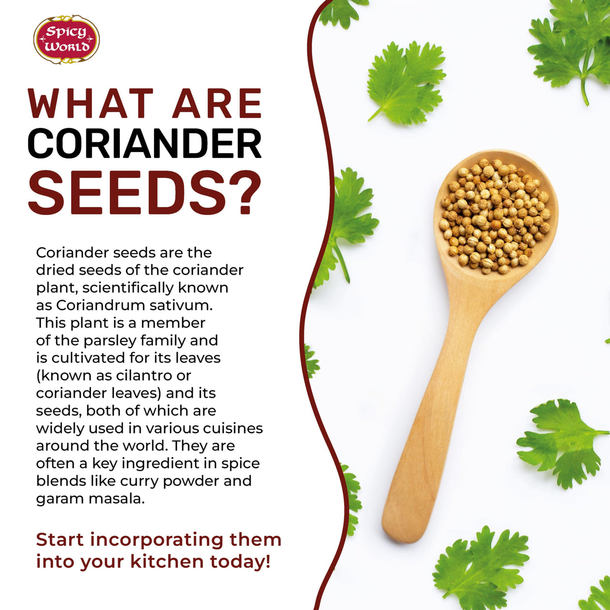 Spicy World coriander seeds aroma closeup highlights natural fragrance.