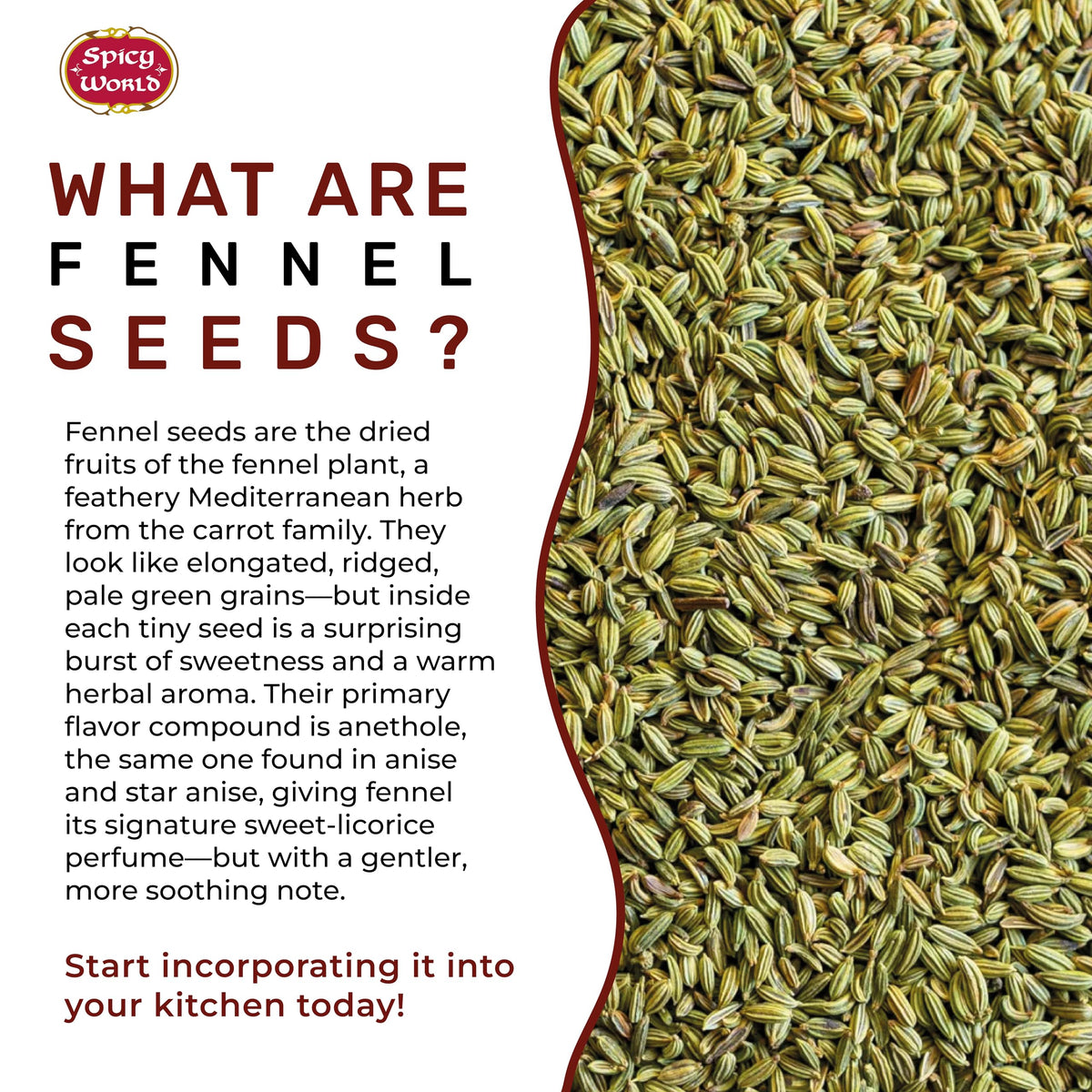 Spicy World fennel seeds tea-steep demonstrates fragrant herbal infusion potential