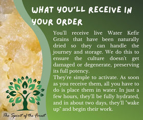 The Spirit Of The Forest dairy-free kefir grains producing lactose-free beverages.