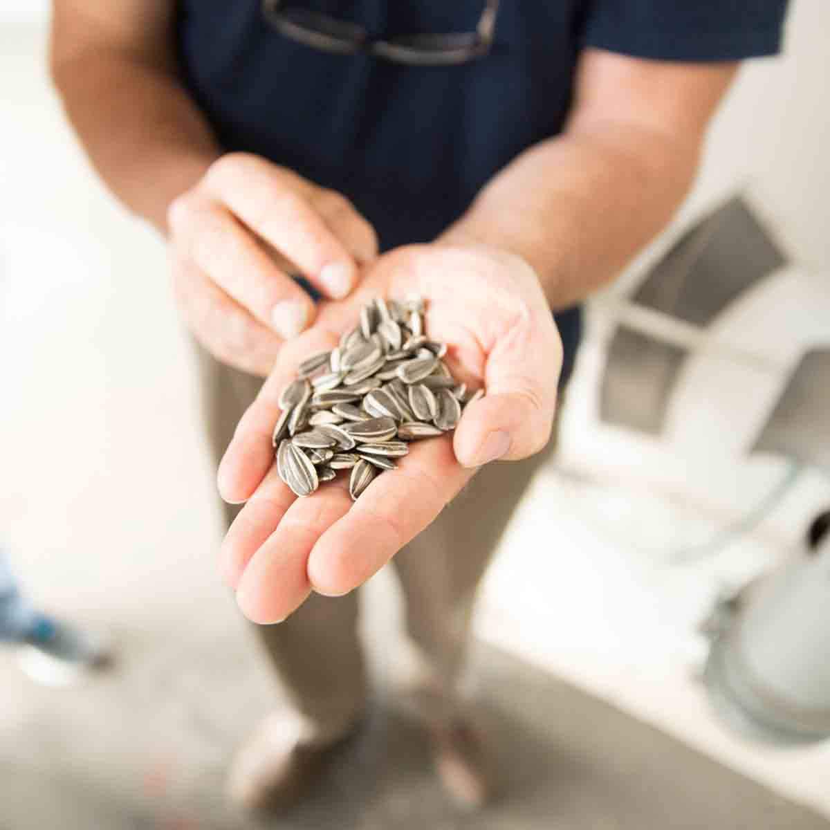 Spitz seeds roasted in a small batch for consistent flavor