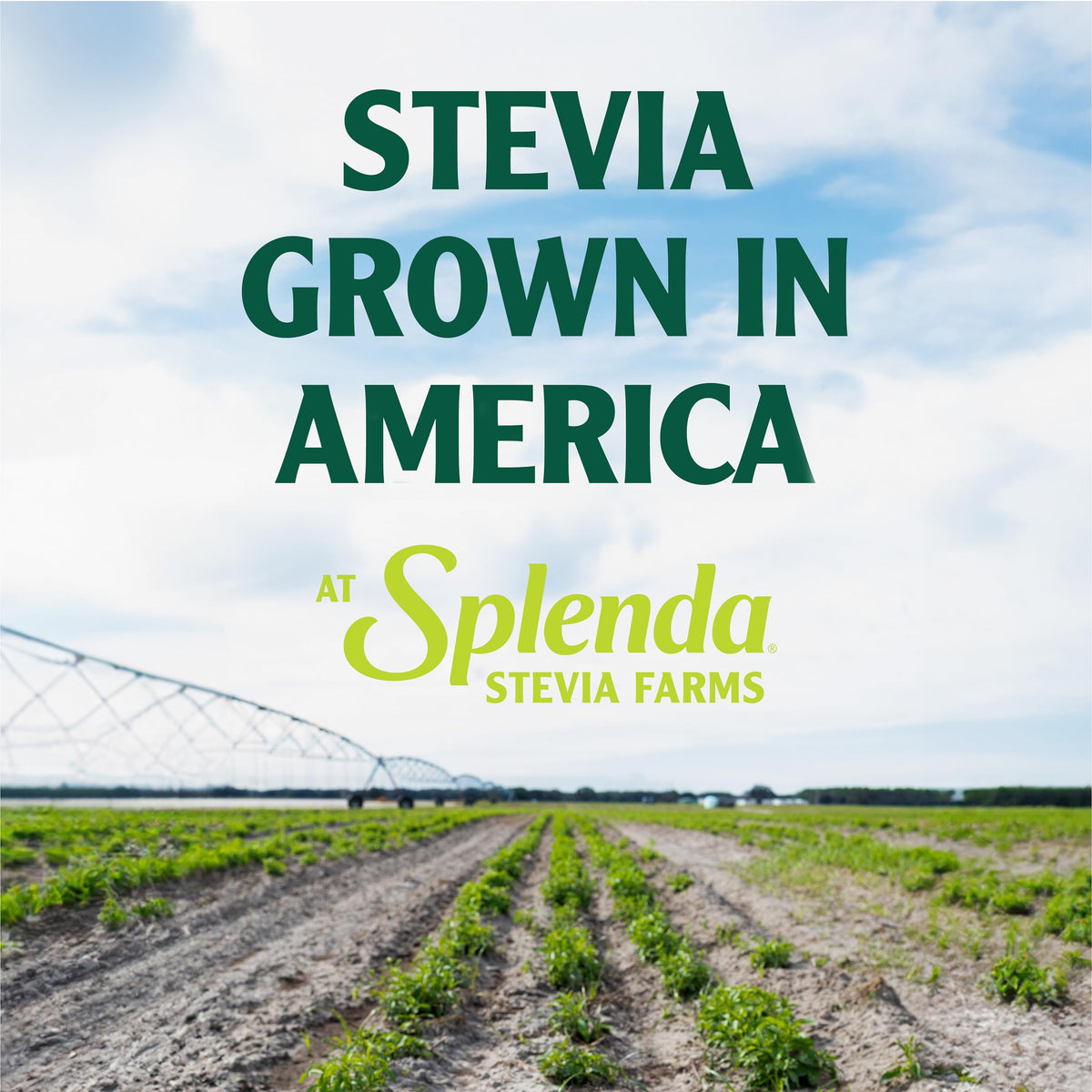 SPLENDA Stevia makes everyday beverages and recipes easier to sweeten without sugar.
