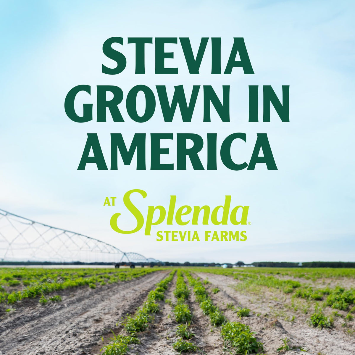 SPLENDA Stevia packets and powder for beverages and baking.