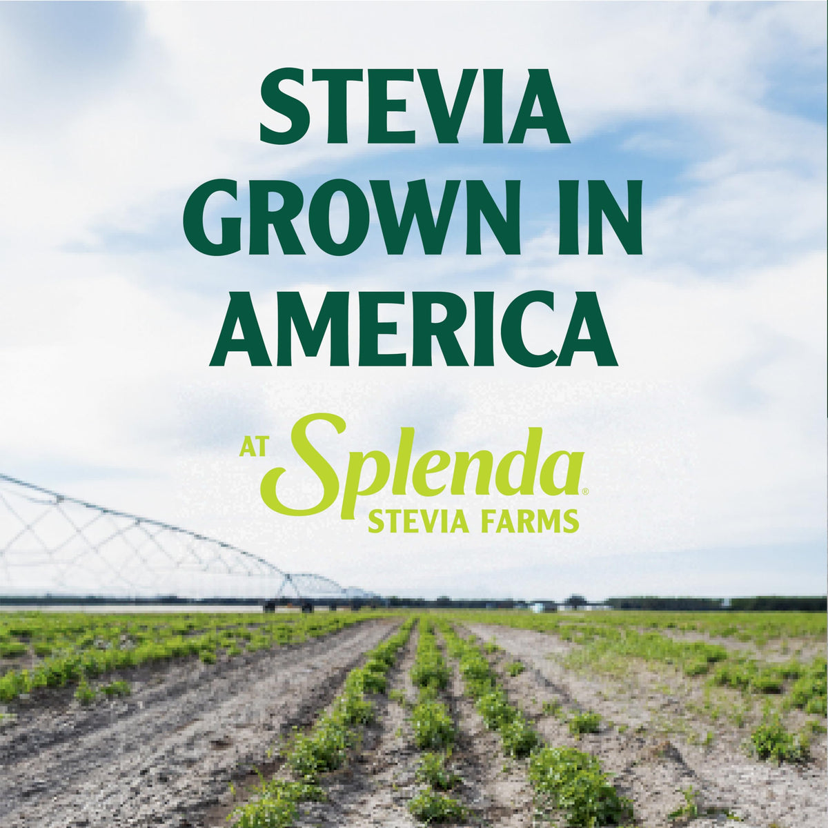 Closeup of SPLENDA Stevia Zero Calorie product label and twin-pack sizing