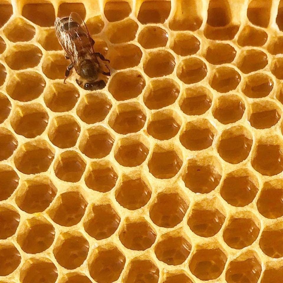 Stakich Clover Honey Sticks showcase Kosher certification and versatile uses.