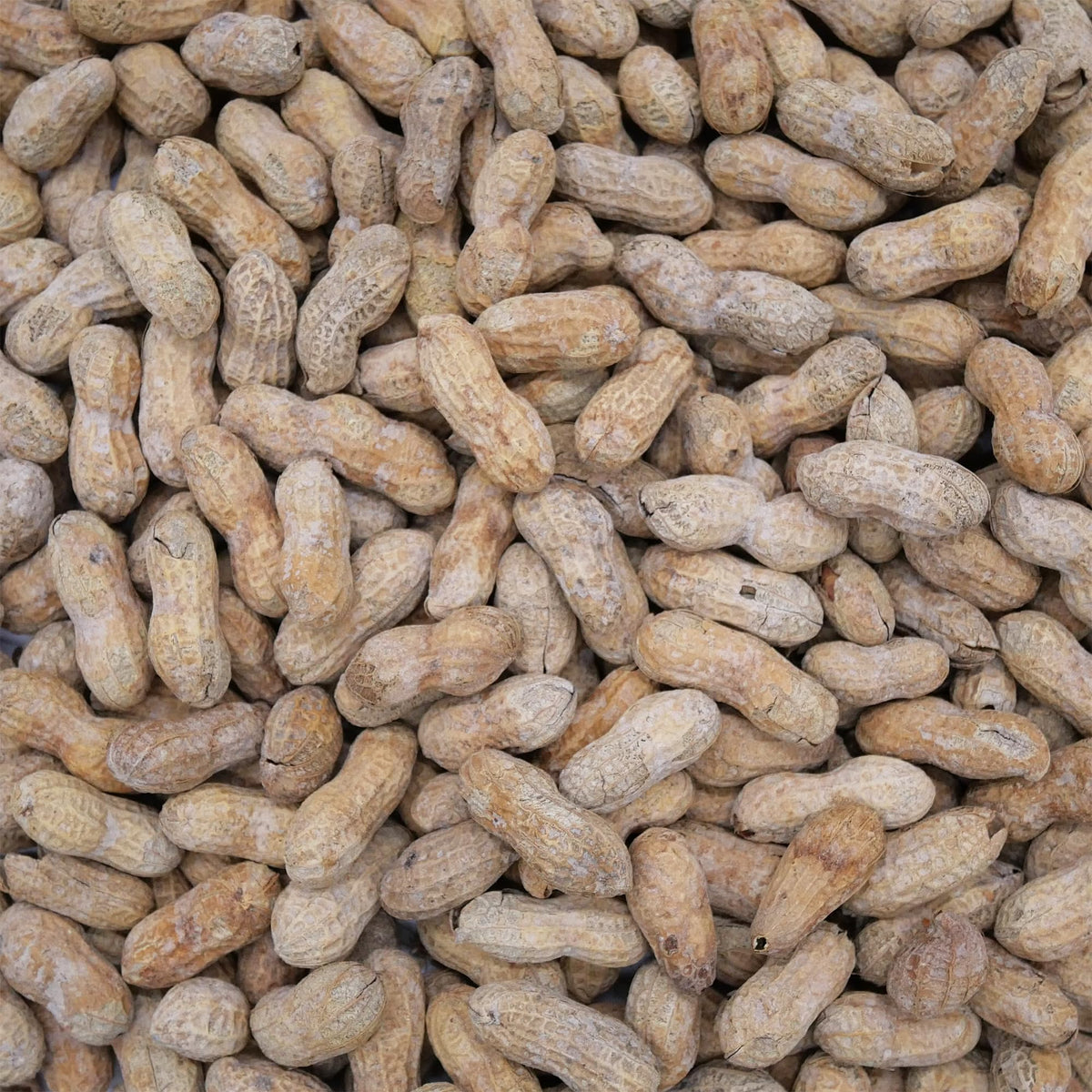 Stonehedge Farms Barcelona Nut in-shell peanuts proudly made in the USA on the label.