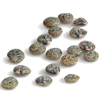 Straight from France Green Lentils in measuring cup cooking made simple