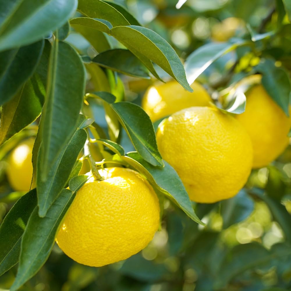 Yuzu fruit beside Sugii Bee Garden jar highlights citrus pairing