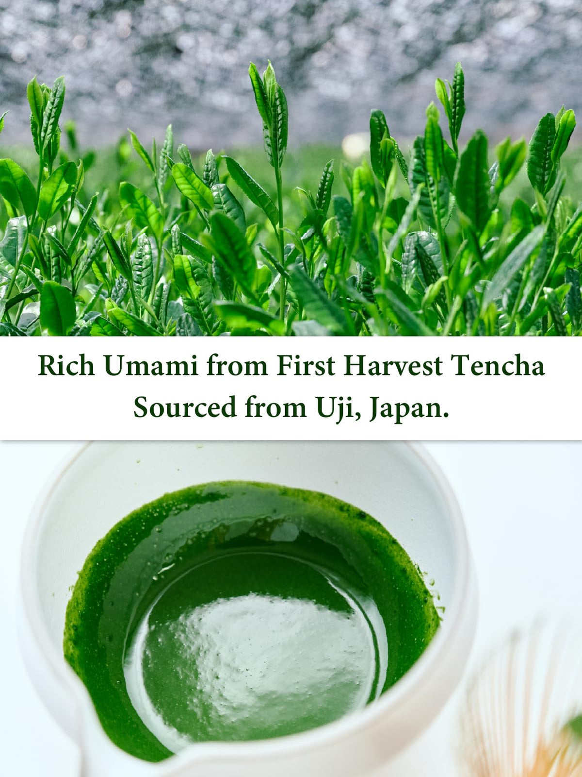Emerald-green SUITENDO Uji no Hana cup capturing a calm tea moment