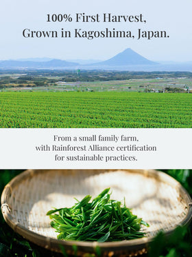 SUITENDO Wakasumi cup serves vibrant ceremonial tea.