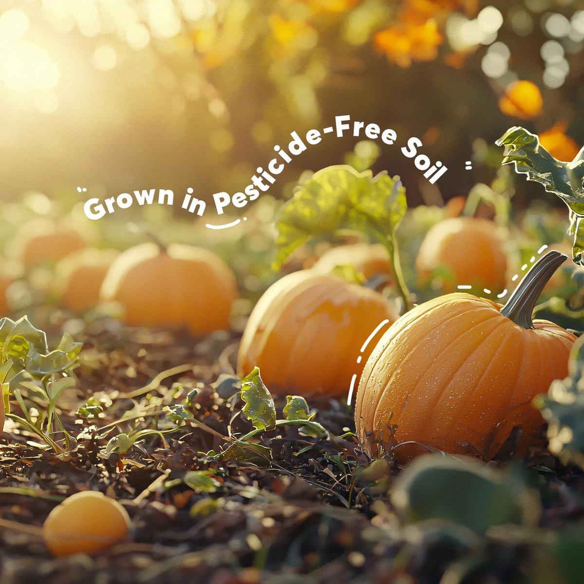 SUNGIVEN Ready-to-use raw pumpkin seeds for smoothies, granola, and desserts.