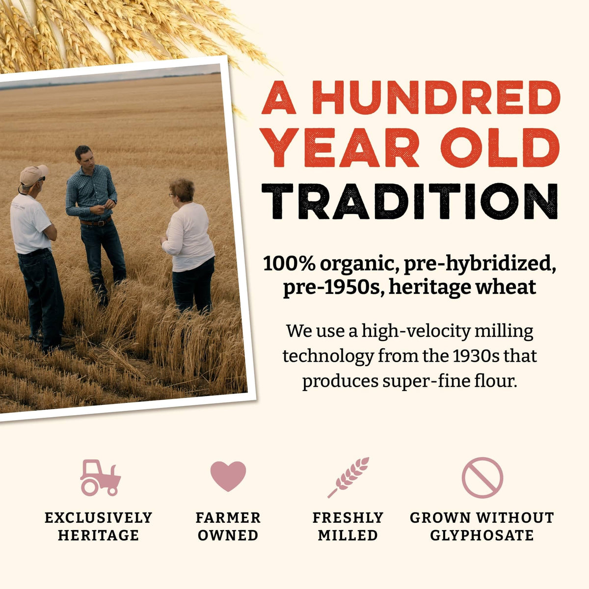 Sunrise Flour Mill heritage bread blend kitchen scene—perfect for sandwich loaves and enriched doughs.